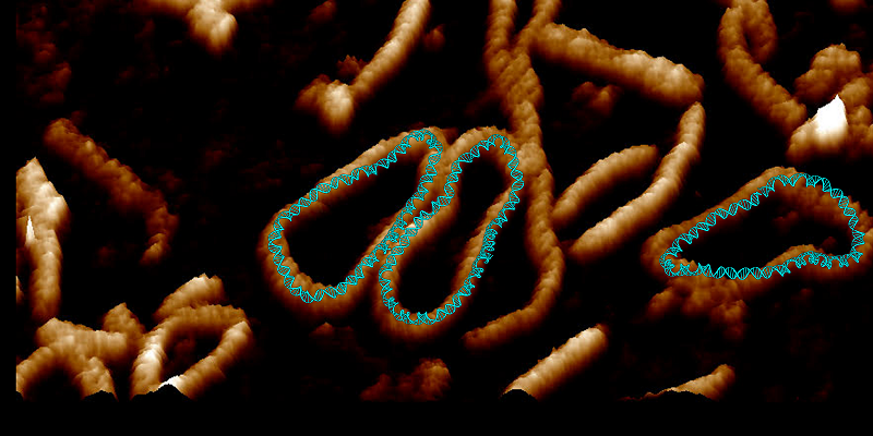 Scientists show DNA "dancing" for the first time