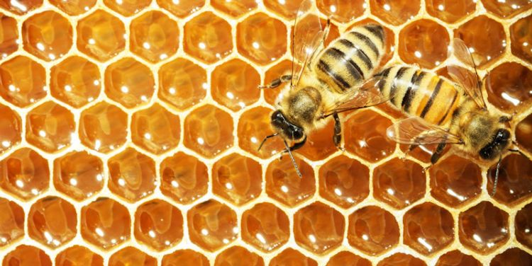 Designing new hives could save honey bees