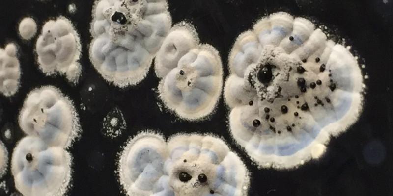 How old compounds could become tomorrow’s life-savers