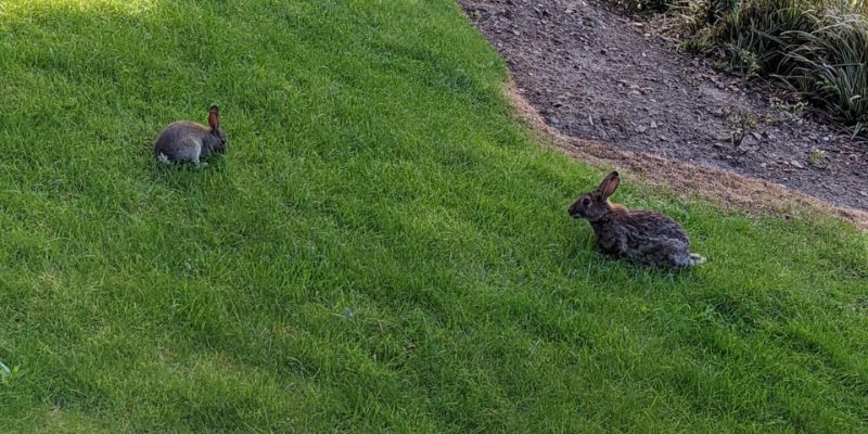Rabbits on campus