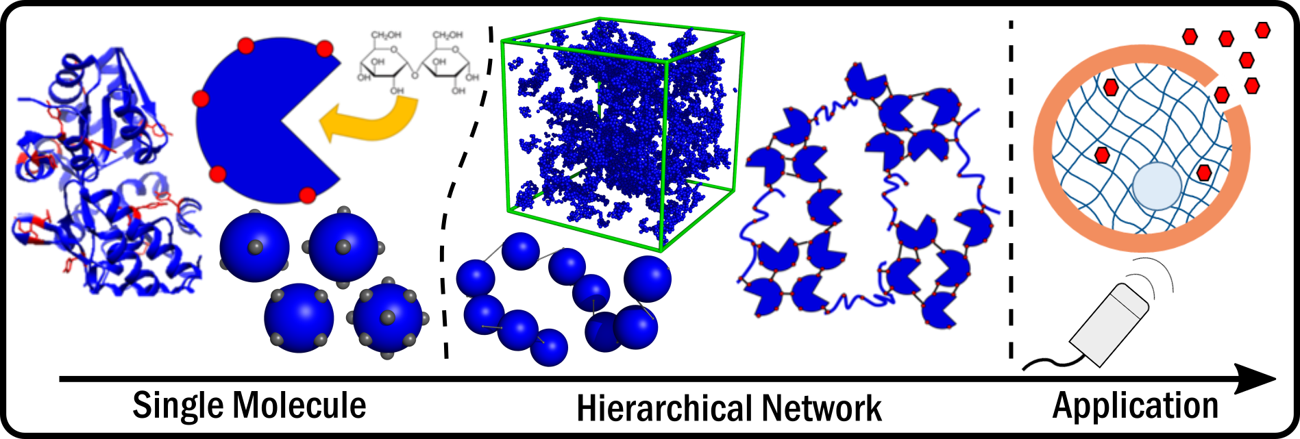 Exploiting Engineered Polyproteins in the Modular Design of Robust, Tuneable and Biofunctional Hydrogels | School of Physics and Astronomy | University of Leeds