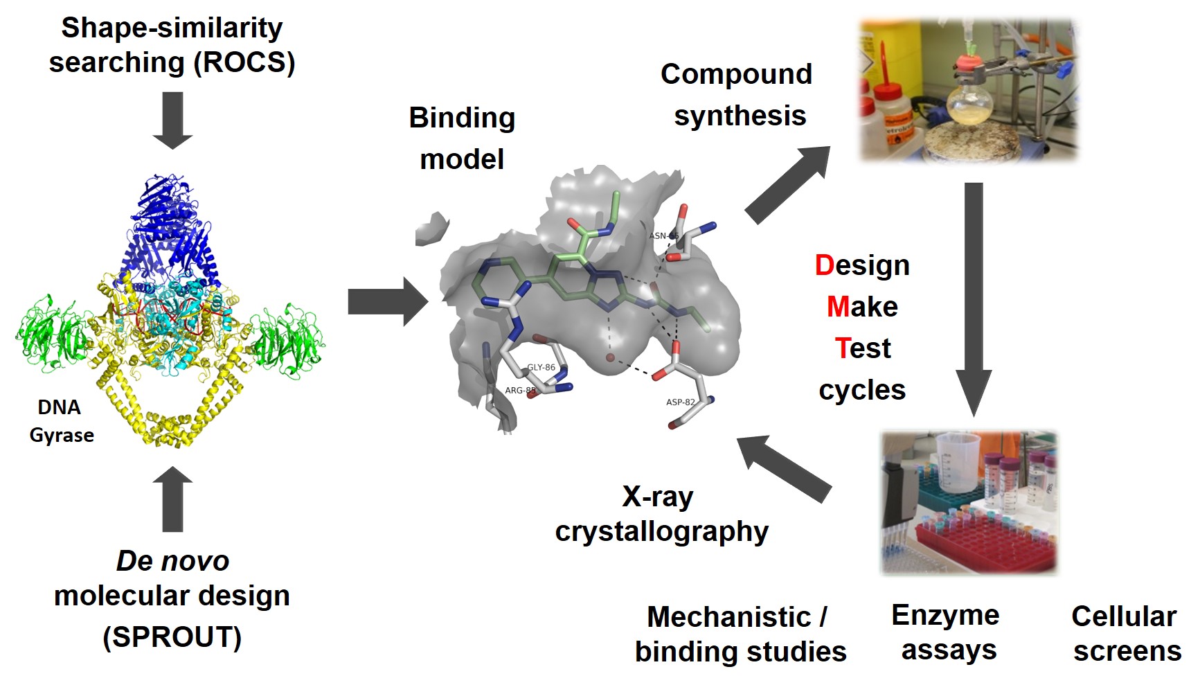 Exploring novel binding pockets in DNA gyrase and DNA topoisomerase IV to address antibiotic resistance | Faculty of Engineering and Physical Sciences | University of Leeds