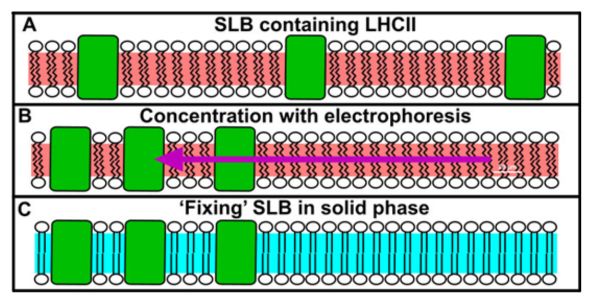 Temperature locking in-membrane electrophoresis to study protein-protein interactions