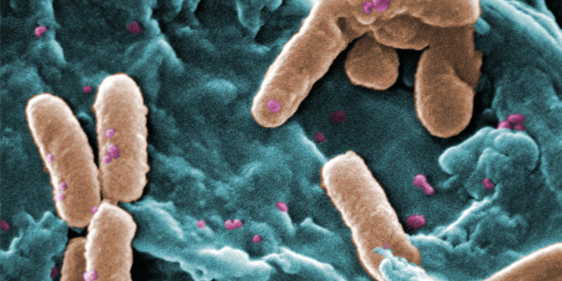 Fluctuating environments can help cooperating bacteria