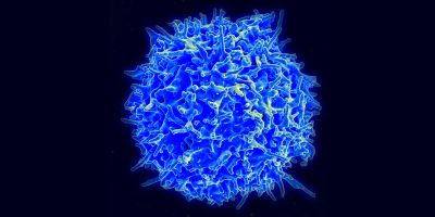 A human T cell.