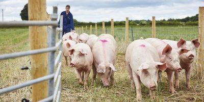 Pigs walking between two fences on farmland, followed by a farmer