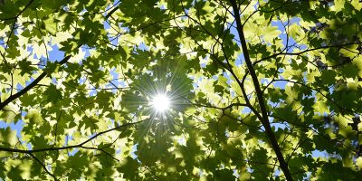 Rays of sunlight through the green leaves of a tree canopy