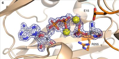 F o-F c difference map of EcDdlB in complex with ADP, 2Mg2+ and DCSP. Electron density at 2 σ is shown over the ADP, Mg2+ and DCSP atoms for clarity. EcDdlB residues Glu15 (above) and Arg255 (below) are within hydrogen bonding distance to DCSP