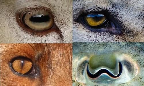 Photo of the eyes of various animals