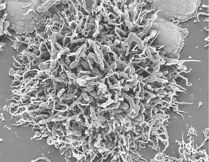 biomorph