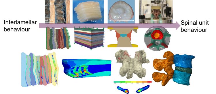 Depiction of experimental and computational spine work across scale led by Mengoni