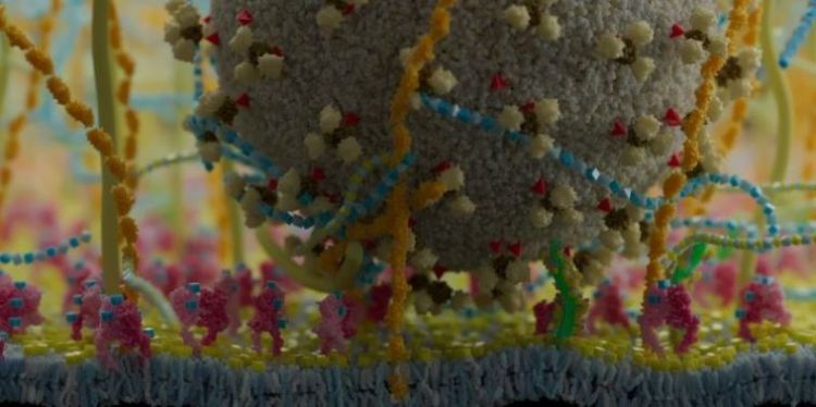 3D illustration of a virus-like particle binding to glycans at a cell surface. Credit: Phospho biomedical animation.