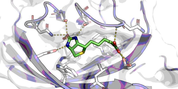 Image of biotin binding