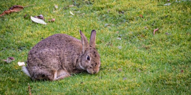 A photograph of a rabbit on grass.