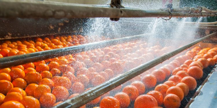Oranges being washed in the production line