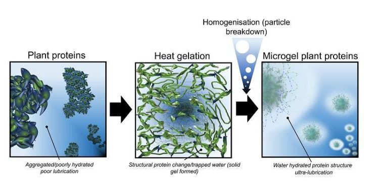 The graphic that shows how the plant protein microgels are made. 