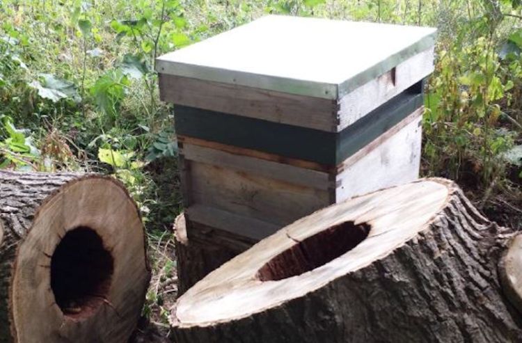 Man made hive vs tree hollow nest