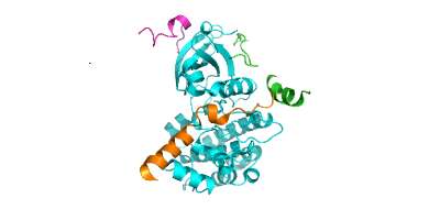 Illustration shows Aurora-A (light blue) and its three protein partners.