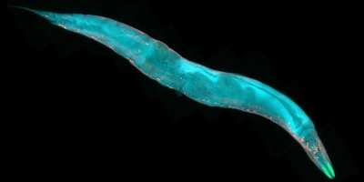 A blue microscopic nematode worm against a black background