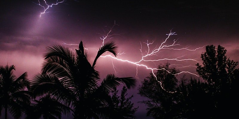 palm tree lightning